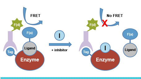 LANCE TR-FRET Assays